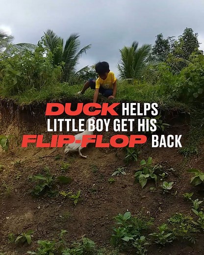 8.4M views · 297K reactions | When the boy needed a helping hand, this duck came to the rescue and was determined to see it through  | LADbible | Facebook