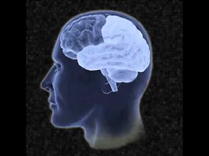 Scientists Created Digital 3D Model Of Human Brain