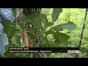 Trees with Don Leopold - chinkapin oak
