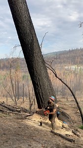 Phil: Drops tree exactly where he wanted it. Everyone: let me tell you what you did wrong. | Timber Falling Couple