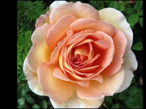Rose 2009: Enya,China Rose