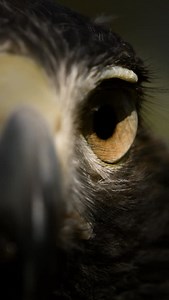 14K views · 318 reactions | That stare at the end!! 礪 This is Lulu...