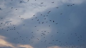 Flock Fox Flock Flying Foxes Flying Stock Footage Video (100% Royalty-free) 3416860417 | Shutterstock