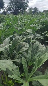 45K views · 791 reactions | Perfect time to grow your rainfed okra | Zambia Vegetable Farmers | Facebook