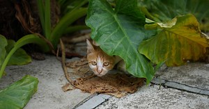 Mon chat est craintif : que faire ?