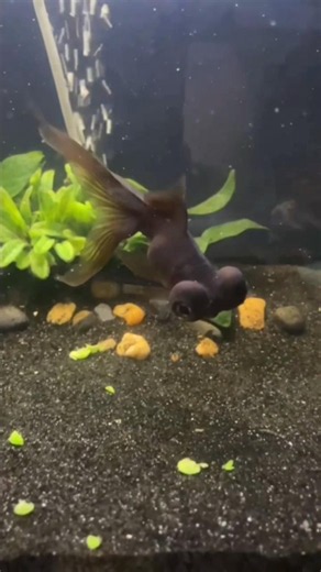 Big Eyed Fish Eating Peas pt1 #goldfish #fish #shorts #fishtank #blackmoor