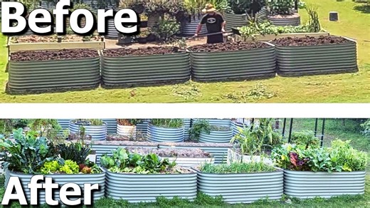 Fixed bad soil by using heaps of cow manure in raised garden beds