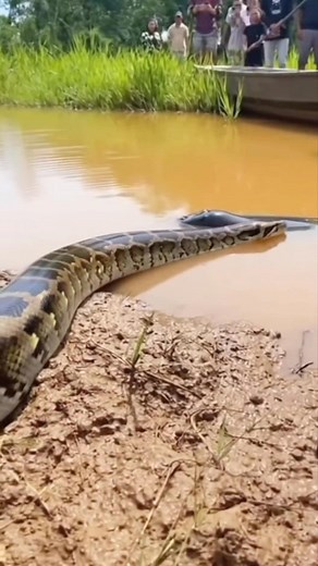 23K views · 185 reactions | Python vs Electric Eel  #animals #wildlife | Kapil Gaming | Facebook