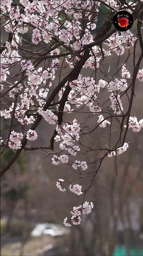 懐メロ歌謡曲 🌸 25 古くていい曲 🌸日本演歌 の名曲 メドレー 🌸 Top Enka Songs