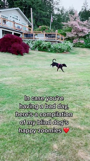 Happy Circle Zoomies with Jeanie the Special Needs Blind Dog