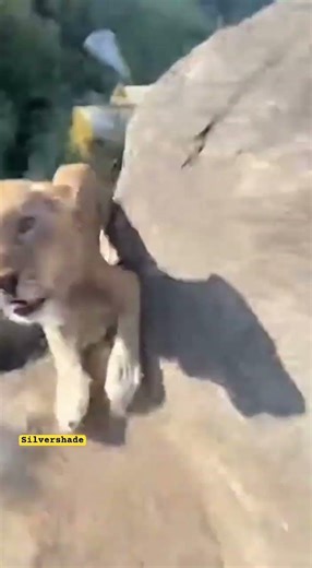GoPro Helmet Cam: Lion Tackles Soldier Off Narrow Ridge