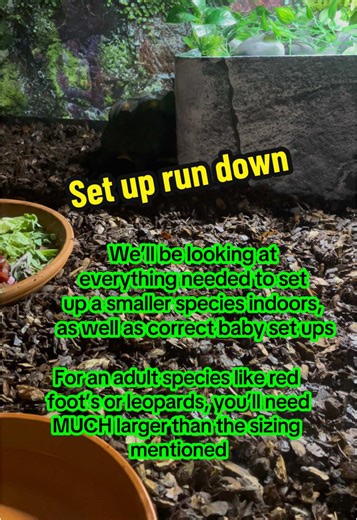 TortoiseForum on TikTok