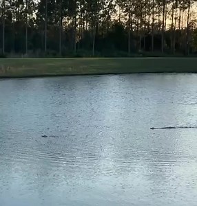 A Florida woman captured video of a playful alligator chasing a remote-controlled toy boat across the surface of a retention pond. The filmer, a producer for WJAX-TV, captured footage when the gator's attention was grabbed by a neighbor's remote-controlled boat in the Jacksonville retention pond. VIA: Action News Jax #evergladesholidaypark #alligator #reptile #reptiles #wildlife #nature #animals #florida | Everglades Holiday Park