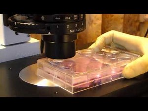 Cell Migration - Amrita University