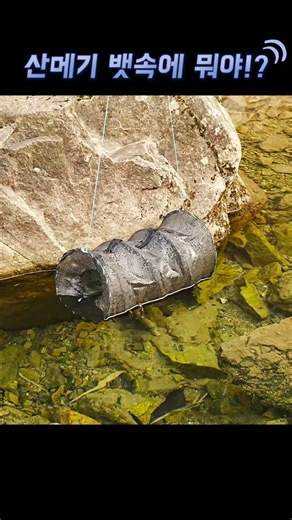 A fish came out of the valley catfish's stomach!