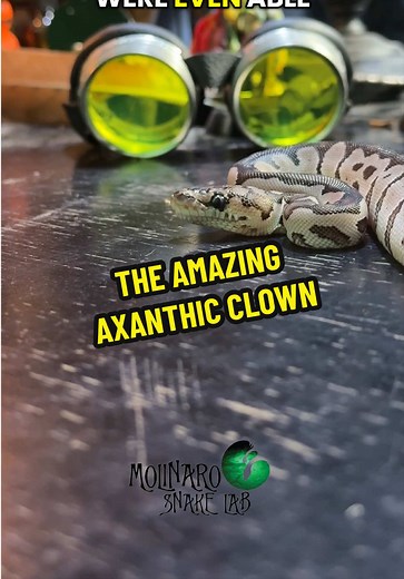 The amazing Axanthic Clown we hatched out this past Halloween! #molinarosnakelab #python #fyp #royalpython #ballpython