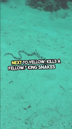 King vs Coral: Spot the Deadly Snake! #shorts