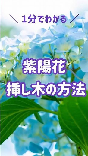 【1分解説】紫陽花 挿し木の方法！#紫陽花#挿し木#方法
