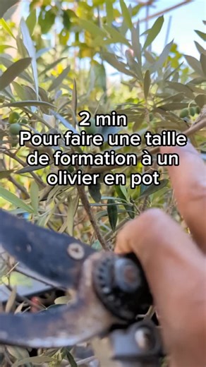 Irfaan | POTAGER | BANLIEUE | ECOLO | 🍉 on Instagram: "2 min pour faire une taille de formation à un olivier en pot. Si vous avez besoin de conseils pour tailler un olivier en pot, cette vidéo est faites pour vous. Je fais un focus sur la taille de formation des oliviers qui vise à leur donner une forme harmonieuse. #olivier #olive #oliver #olivertree #jardinage #taille #astuce #conseil #plante #arbre #tailler"