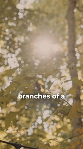Nature’s medicine is available to us, always. The many answers we seek have always been quite simple and the codes to much of our healing lay in the miraculous properties of Earth and sky. Whether directly or indirectly, our physiological responses to external experiences, can be assisted by nature itself. Our neurology shifts as we reconnect with the source that sustains us—the source that mirrors our very existence. Research conducted on the practice of forest bathing has shown that—through me