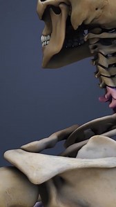 The C6 and C7 vertebrae are connected in the back by a pair of facet joints that allow limited forward, backward, and twisting motions. Have you had an issue with your C6 - C7 spinal segment? | Spine-health