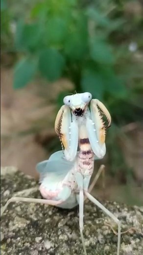 Funny Praying Mantis 🤣