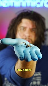 She’s 100x Bigger… And He’s In Danger! Orb-Weaver Spider Under The Microscope