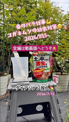 🌹2026夏のバラ仕事💪コガネムシの幼虫対策はダイアジノン💪 #バラ栽培 #コガネムシ対策 #ダイアジノン #バラのある暮らし