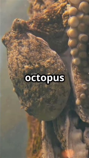 Octopuses Aliens? The Bizarre Hypothesis!