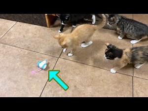 PETLIBRO Pixie Obstacle Detecting Robotic Mouse for Cats 🐈 Gadgetify