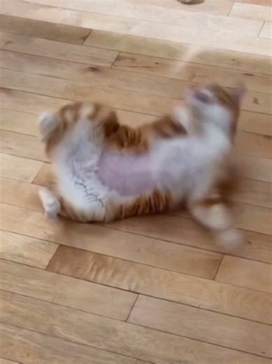 Cute Cats Meowing and Climbing Wall Adventures