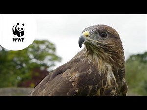 Living Planet Report ‘Natuur in Nederland’