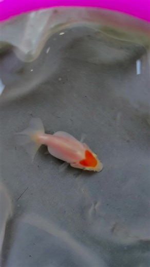 6K views · 118 reactions | ❤️ available 350 pcs soon.. all with unique color patterns. | The Koi and Goldfish Factory | Facebook