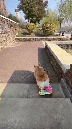 Grumpy Little Sad Corgi #GrumpyLittleSadCorgi#DogSkating#Corgi#SkatingDog#DogGoneCute 2026
