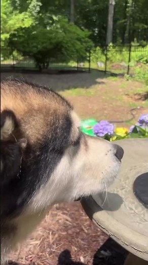 🦆🛁 My New Solar Fountain Bird Bath on Amazon...LOVE it!