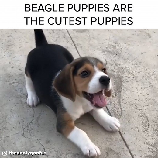220K views · 4.1K reactions | I could literally watch Beagle puppies all day  Thanks to: instagram.com/thegoofygoofus instagram.com/beagletoby_ | BuzzFeed | Facebook
