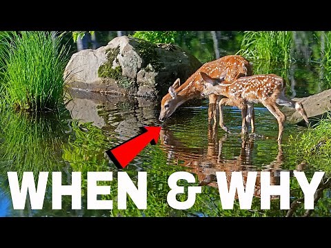 Water For Deer To Drink & When/Is It Needed?