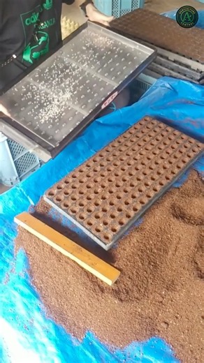 The Right Way to Prep Soil Trays #gardening #seeds #tips