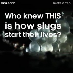 1.1M views · 1.7K reactions | Who knew this is how slugs start their lives?! Surprised and not at all disappointed.  | BBC Earth | Facebook