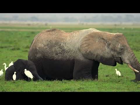 Okavango Delta Safari | Wildlife, Stunning Scenery & Rare Sightings in Botswana 2026