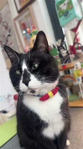 #爱的味道 #运镜 #我家萌宠该死的镜头感 #奶牛猫 #火苗 憨憨今天酷不酷？