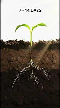 Chilli Growth Explained in 60 Seconds