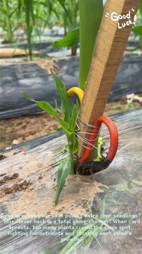 Farm Hack: No-Bend Corn Thinning Tool 🌽👇