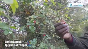 22 reactions | Coming up this week on #DaringAbroad...  | CHAMS MEDIA | Facebook