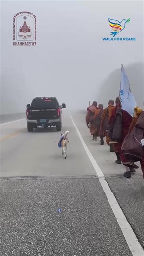 Walk for Peace on Instagram: "📸 Our morning walk today in Tuskegee, AL on Day 61 - 12/25/2025. Thank you for walking with us. May you and all beings be at peace. 🙏 #WalkForPeace #Dhammacetiya #AlokathePeaceDog"