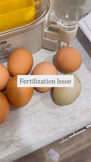 Fertilization rates are really important when you are a breeder . When the eggs aren’t fertilized, that means there’s something else that might be going on . This is the second time that I have put in an incubator full of my eggs, hoping/thinking they are fertilized and they weren’t . So I did some research and there are a variety of things that could be causing low rates, but here are some possibilities I think are happening with my flock. . 1. It’s cold- our temperatures are dropping and that 