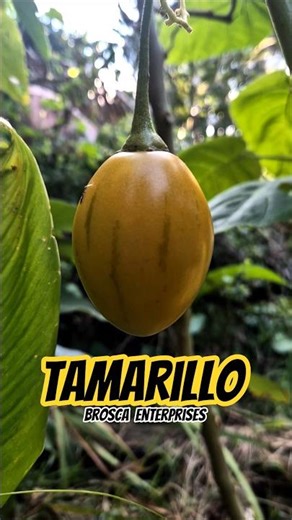 Tree Tomato
