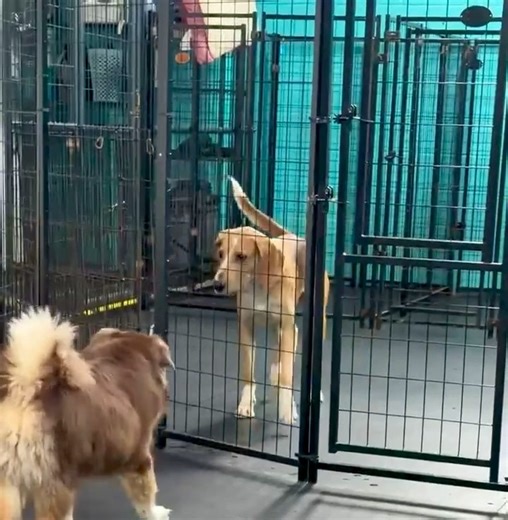 🏁🐾 Ricky Bobby – Making His Grand Entrance! 🐾🏁 When you walk into a new social circle, there are two ways to do it — quietly… or like Ricky Bobby. Our friends at CNY Canine Academy/Dogz Gone Wild captured this awesome video of Ricky Bobby safely introducing himself to a playgroup, and honestly? It’s giving serious “walk into the room like you own it” energy. Under the guidance of their experienced team, Ricky Bobby is continuing to build positive social skills, practice appropriate interacti