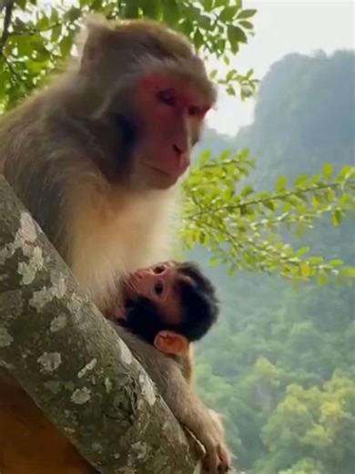 Heartwarming Monkey Reunion with Owner
