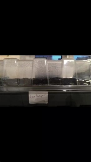 #gardeningtiktok #gardentok #springiscoming #sowingseeds #seedstarting